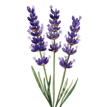 recommend clip art: lavender flower watercolor clipart illustration