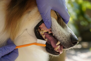 Close-up hand of a vet brushing a dog's teeth, highlighting the importance of pet dental care.