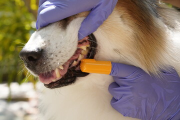 Close-up hand of a vet brushing a dog's teeth, highlighting the importance of pet dental care.
