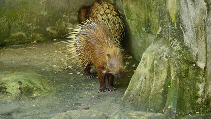 Group of Porcupines in Zoo Enclosure