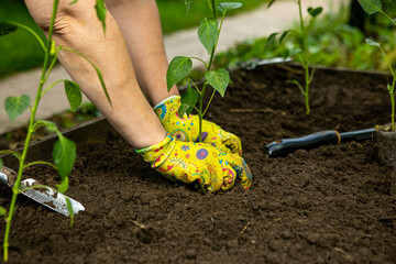 Gardener planting seedling of tomato plant in biodegradable peat pot into soil at vegetable garden....