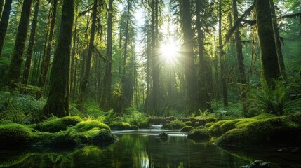 Fototapeta premium Sunlight Through Trees in a Lush Forest