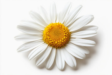 Obraz premium Daisy Isolated On White: White Daisy Flower Isolated On White Background, Daisy Blossom 