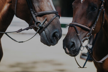 Close-up of two horses with bridles, gently interacting with each other outdoors, showcasing their...