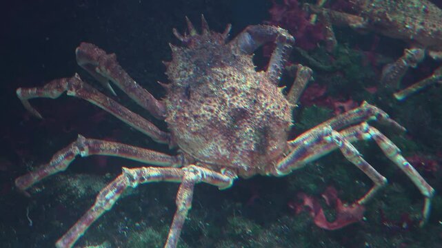 A Japanese spider crab moves forward very slowly