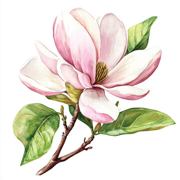 pink magnolia flower watercolor painting clip art preview
