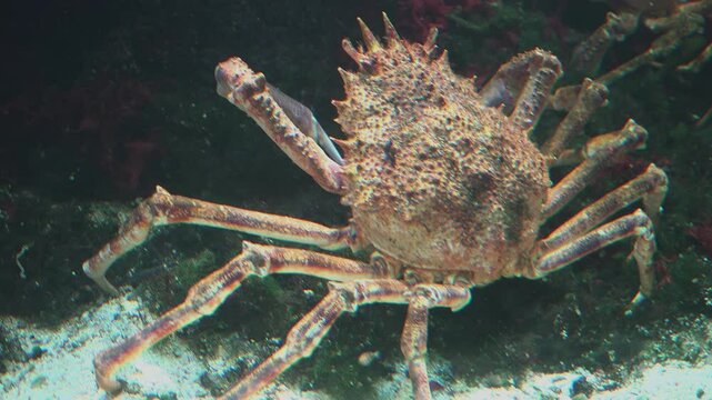 Macrocheira kaempferi, is a species of marine crab that lives in around Japan