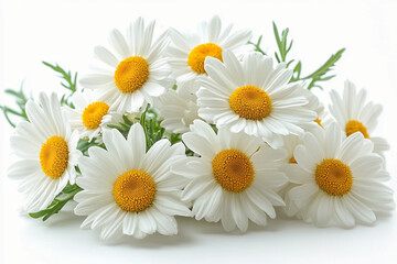 Fototapeta premium Daisy Isolated On White: Beautiful white daisy flowers Isolated On White Background, Daisy Blossom