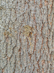 Bark texture and background of a old fir tree trunk. Detailed bark texture. Natural background