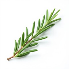 Fototapeta premium bunch of rosemary