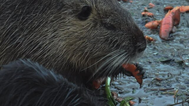 Otters that found food in a pond