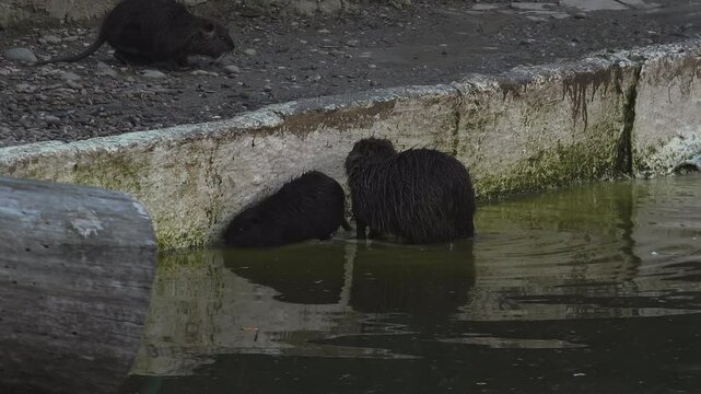 Otters that found food in a pond