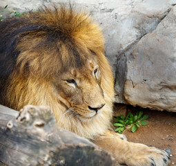 Naklejka premium Portrait of a lion in a zoo