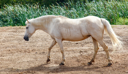 A white horse is walking on a dirt field