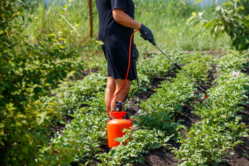 Fototapeta premium A girl treats potato leaves with poison against the Colorado potato beetle