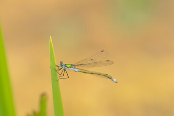 Emerald Damselfly on a leaf