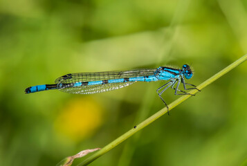 Common blue damselfly resting on a plant stalk
