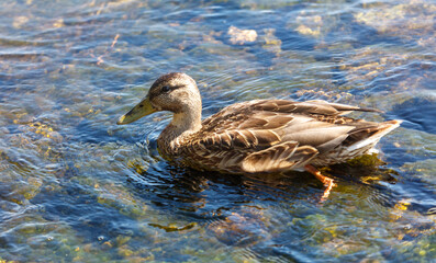 A duck is swimming in a body of water