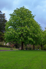 A beautiful Horse Chestnut tree in flower inThe Royal Victoria Park in Bath Somerset England