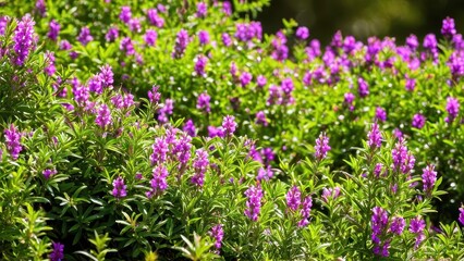 Obraz premium Mexican heather. Japanische Myrte - Cuphea hyssopifolia