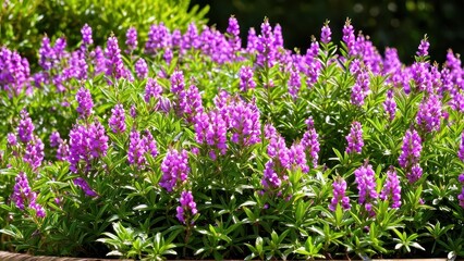 Fototapeta premium Mexican heather. Japanische Myrte - Cuphea hyssopifolia
