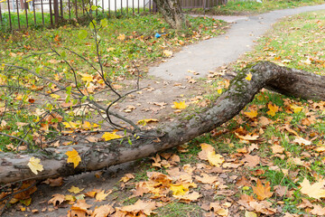 forest background chair trunk road en outdoor one green parkbench old leaf pebble nobody tree park