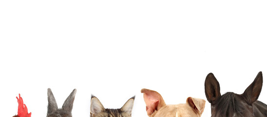 Obraz premium Ears of various animals on a white background in a panoramic image with space for text, featuring ears of dogs, cats, horses, rabbits, and a chicken crest