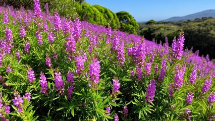 Fototapeta premium Mexican heather. Japanische Myrte - Cuphea hyssopifolia