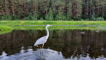 The photo gives us a glimpse into the world through the eyes of a bird, perched and watchful in the water