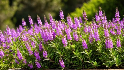Obraz premium Mexican heather. Japanische Myrte - Cuphea hyssopifolia