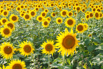 Obraz premium かわいいヒマワリの写真