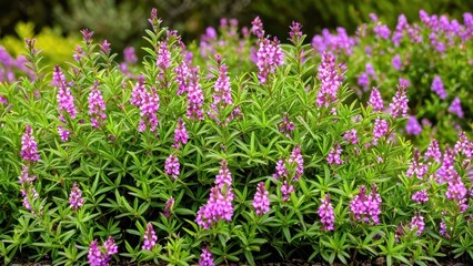Fototapeta premium Mexican heather. Japanische Myrte - Cuphea hyssopifolia