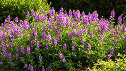 Obraz premium Mexican heather. Japanische Myrte - Cuphea hyssopifolia