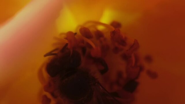 pro rez 422, denoise, close up, macro, slow motion