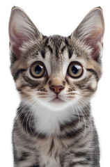 Obraz premium Funny shocking picture of a Ginger cat , isolated ,transparent background, for fun and share