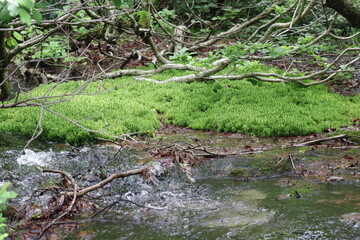 Sphagnum moss growing in a spring-fed wetland