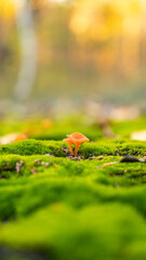 ladybird on the leaf