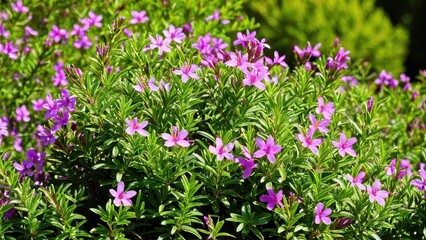 Fototapeta premium Mexican heather. Japanische Myrte - Cuphea hyssopifolia