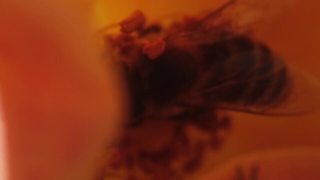 Bee secretly filmed very close,pro rez 422, denoise,
