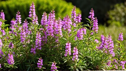Obraz premium Mexican heather. Japanische Myrte - Cuphea hyssopifolia