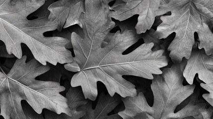 Close-up of textured oak leaves in black and white, revealing nature's details