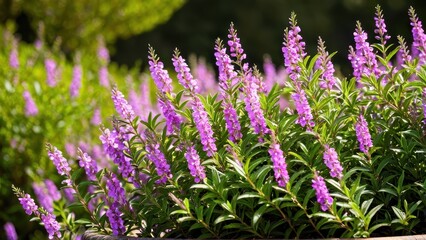 Obraz premium Mexican heather. Japanische Myrte - Cuphea hyssopifolia