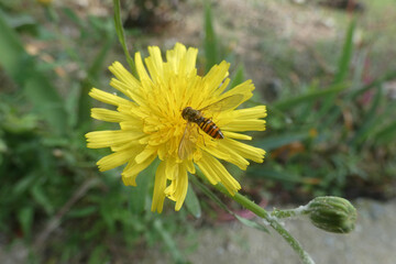 Fiore © Steve Fossiant