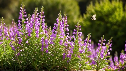 Obraz premium Mexican heather. Japanische Myrte - Cuphea hyssopifolia