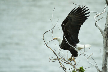 Eagle Take Off