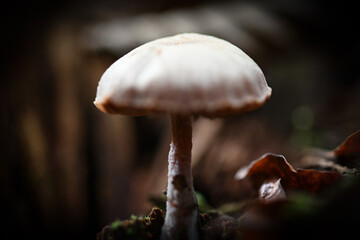 Mushroom close up