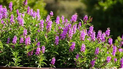 Fototapeta premium Mexican heather. Japanische Myrte - Cuphea hyssopifolia