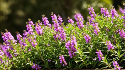 Obraz premium Mexican heather. Japanische Myrte - Cuphea hyssopifolia
