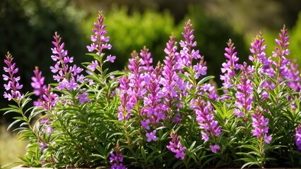 Obraz premium Mexican heather. Japanische Myrte - Cuphea hyssopifolia