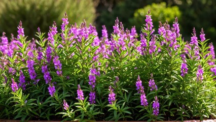 Fototapeta premium Mexican heather. Japanische Myrte - Cuphea hyssopifolia